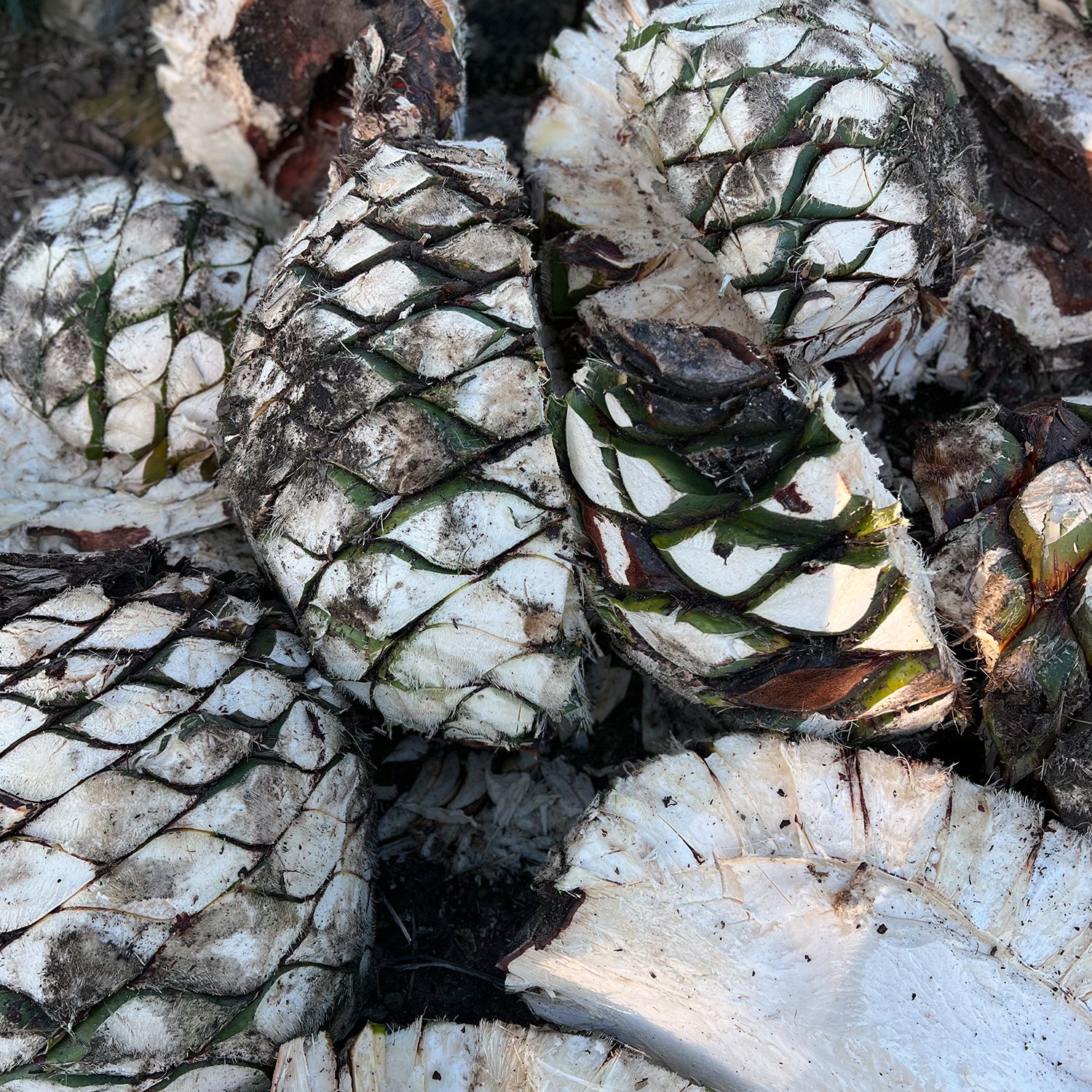 California Agave | Los Hijuelos – Shelter Distilling