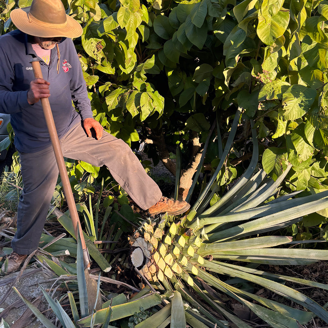 California Agave | Los Hijuelos