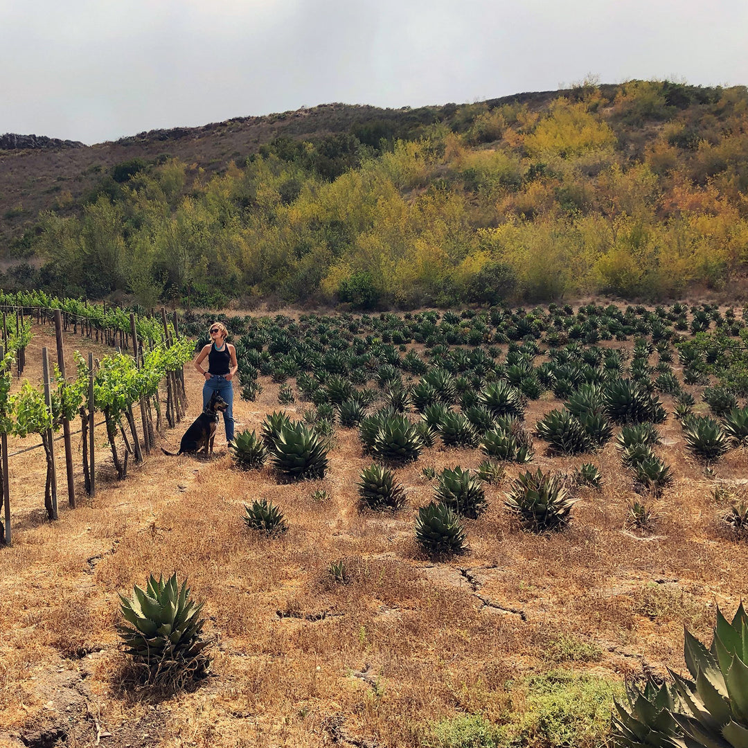 California Agave | Los Hijuelos