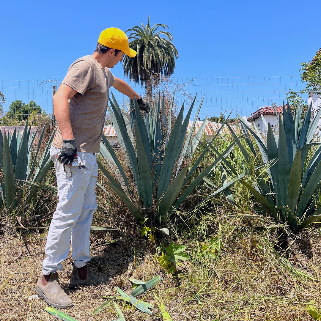 California Agave | Los Hijuelos