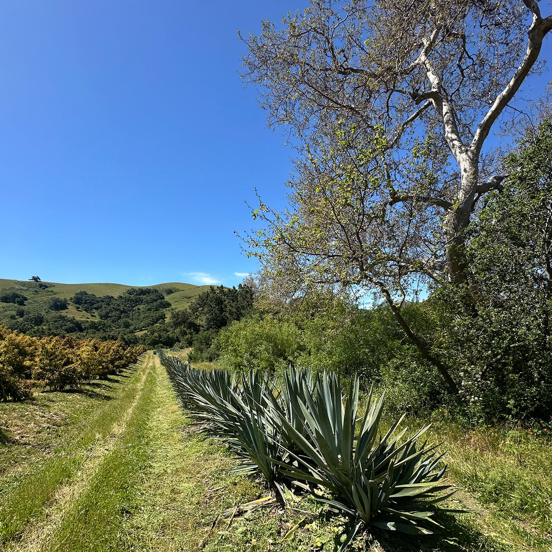 California Agave | Toro Creek Ranck