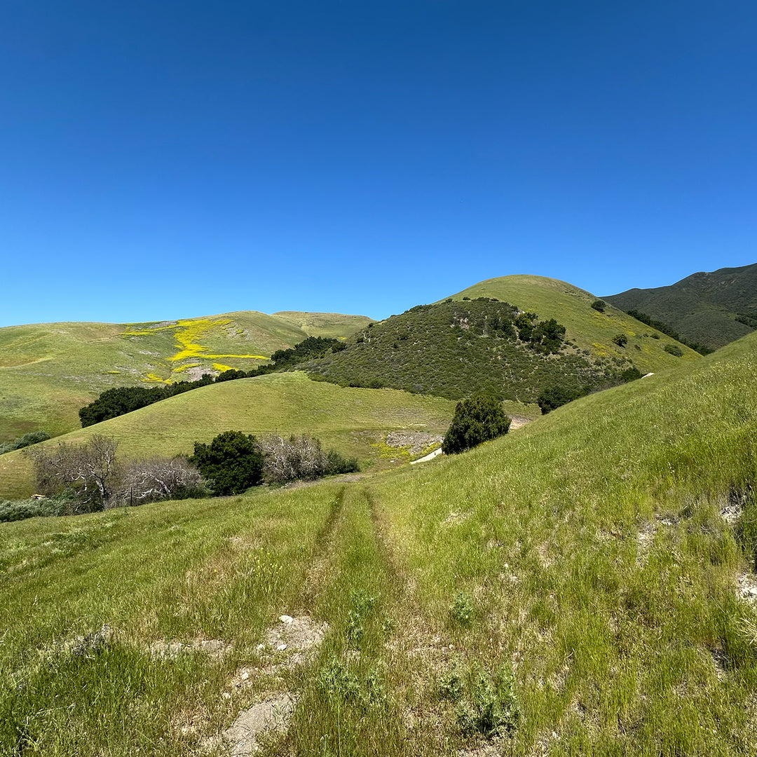 California Agave | Toro Creek Ranck